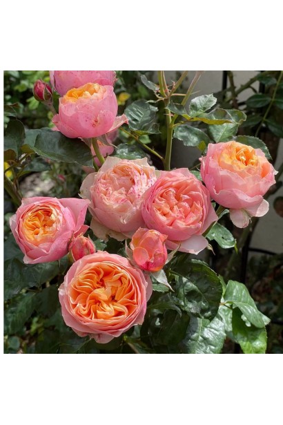 Троянда англійська Вувузела 